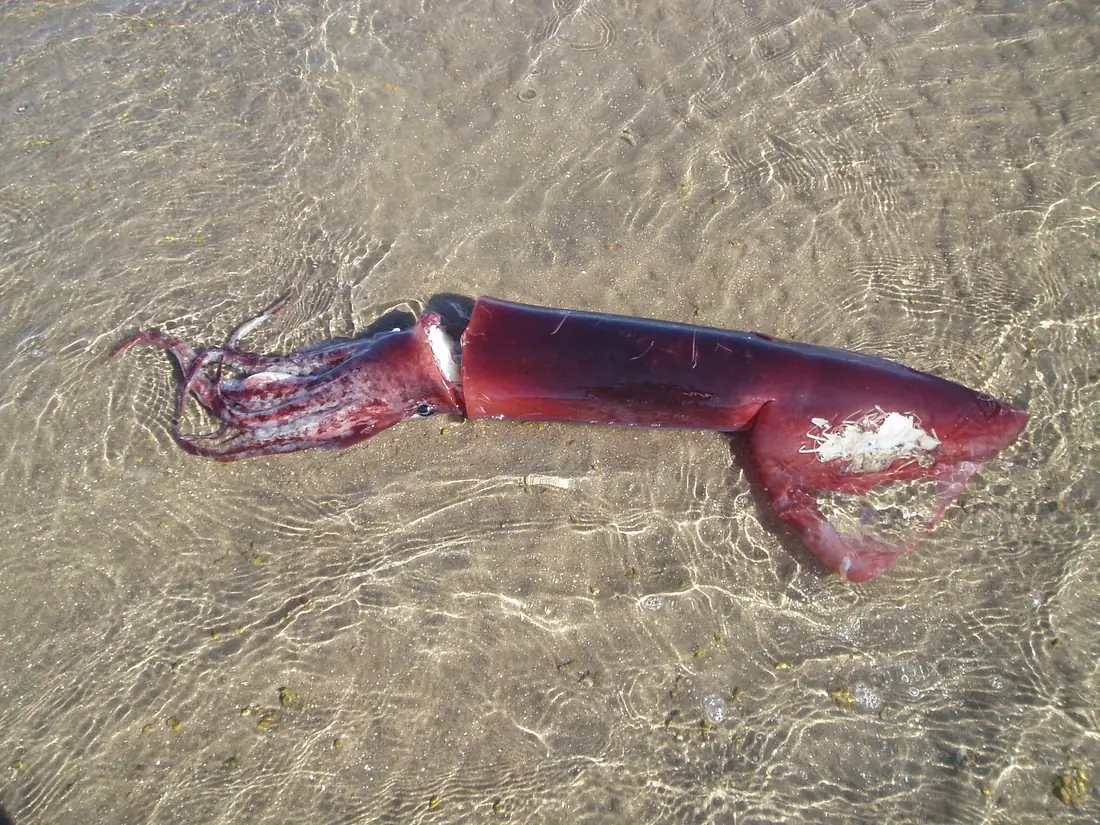 Giant squid (Dosidicus gigas / Humboldt squid) — wild-caught in the South Pacific