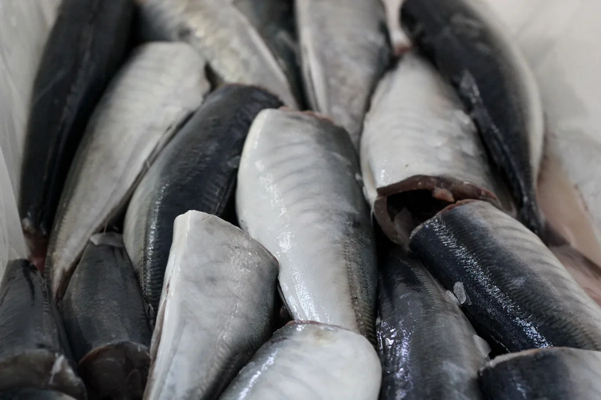 Fresh jack mackerel landed at FoodCorp Chile's Coronel plant
