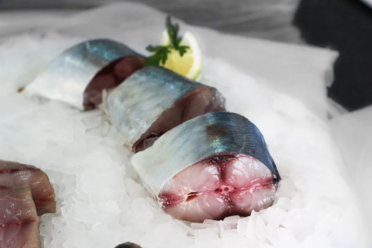 Chilean sardine (Strangomera bentincki / Araucarian herring)
